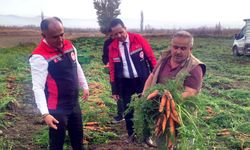 Çorum havucunda hasat zamanı