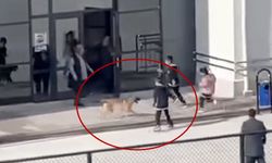 Okul bahçesine giren köpek çocuklara büyük panik yaşattı