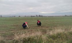 Çorum'da ekim alanlarında fenolojik gözlem yapıldı