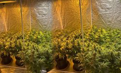 Köy evinde çadır kurup skunk yetiştiren şahsa operasyon