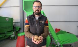 Tokat'tan Çorum'a ceviz gönderiyor