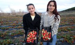 Aralık ayında çilek hasadı! Çorum'dan da talep var