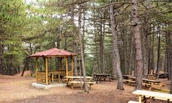 Çorum'da bu orman 20 yıllığına kiraya verilecek