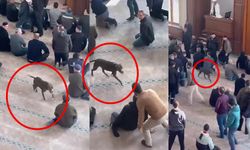 Pitbull camiye girdi!