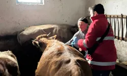 Avhatyaka köyünde hayvanlar aşılandı