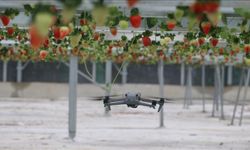 Yapay zeka destekli topraksız serada üretilen çilek 7 ülkeye ihraç edildi