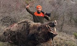 Mecitözü’nde büyük yaban domuzu vuruldu