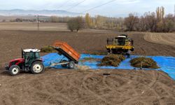 Çorum’da kenevir üretimi yapılabilecek