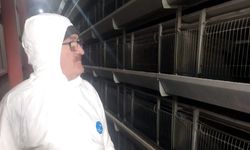 Kanatlı hayvan  işletmeleri denetlendi