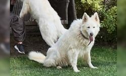 Çorum'da kayıp Alman Kurdu her yerde arıyor