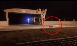 Çorum'da aç kalan tilki kent merkezine indi