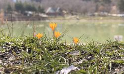 Çorum'da çiğdemler çiçek açtı