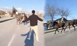 Başıboş atlar trafiği tehlikeye attı