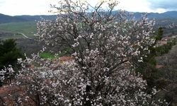 Badem ağaçları erken çiçek açtı