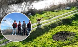 Kayıp buzağı 72 saat sonra dron ile bulundu