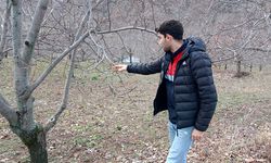 Çorum'da ceviz bahçeleri mercek altında