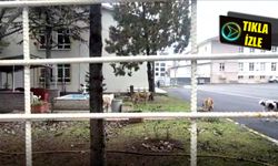 Köpekler okulu bastı!