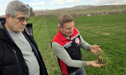 Tarlalarda hastalık  riski mercek altında