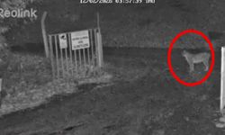 Vaşak güvenlik kameralarına böyle yakalandı