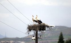 Baharın müjdecisi  leylekler döndü