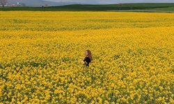 Merzifon-Çorum yolunda görsel şölen