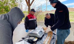 Çorum’da sazan balığının üreme dönemi için bilimsel çalışma
