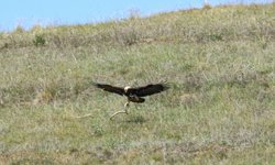 Çorum'da nesli tükenmek üzere olan hayvan görüntülendi