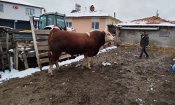 1 tonluk boğa 400 bin liraya satışa sunuldu