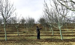 Çorum'daki cevizin yüzde 60'ı bu ilçede üretiliyor