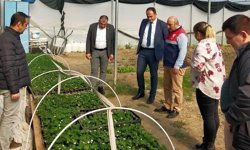 Hükümlüler çilek yetiştirecek