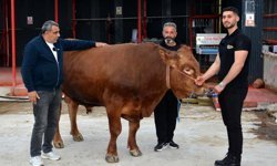 Çorum'un en pahalı danası! Fiyatı dudak uçuklattı