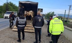 Kurban Bayramı öncesi hayvan sevkiyatı denetimi sürüyor