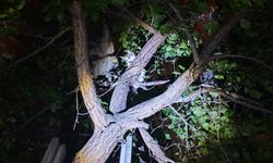 Ağaçta mahsur kalan kedi kurtarıldı
