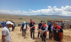 Çorum'da yılın ilk arpa hasadı gerçekleştirildi