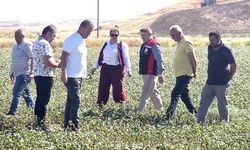 Çorum'da bu köye karabuğday ekildi
