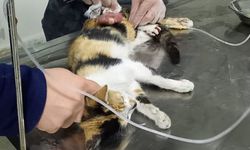 Genç veteriner yaralı kediyi ölümden kurtardı