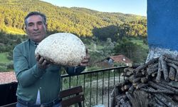 Çorumlu çiftçi 5 kiloluk mantar buldu