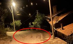 Çorum'da bu ilçeyi tilkiler bastı