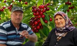 Kiraz yediler peş peşe öldüler!