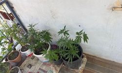 Evinde Hint keneviri yetiştiren şüpheli gözaltına alındı