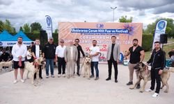 Çorum'da en iyi çoban köpekleri belirlendi