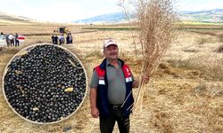 Çorum'un bu ilçesinde dekar başına 382 kilogram ürün elde edildi
