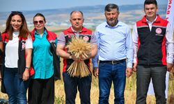 Çorum'da 'kirve'nin ilk hasadı yapıldı