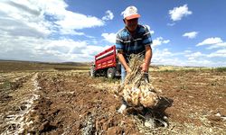 Çorum'un bu köyünde 1000 dekarlık alanda sarımsak üretimi yapılıyor