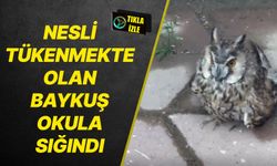 Nesli tehlike altındaki baykuş okula sığındı