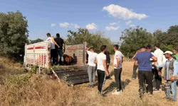 Çorum'da 20 büyükbaş zehirlendi, 5'i kesildi