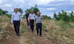 Kaymakam çilek ve ceviz üretim alanlarını inceledi