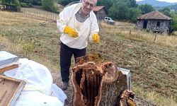 Meşe kütüğünden 8 kilo bal çıktı