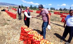 Kuru soğanın başkentinde hasat başladı