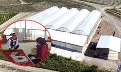 Çorum'da bu tesiste yıllık 5 milyonun üzerinde üretim yapılıyor
